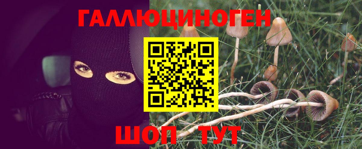 Псилоцибиновые грибы мухоморы  Галлюциногенные грибы Psilocybine cubensis  Глазов  Вход с VPN 